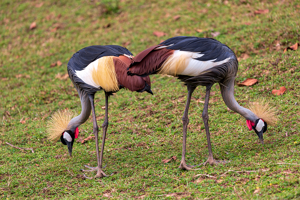 Grey crowned cranes feeding on the shores of Lake Bunyonyi